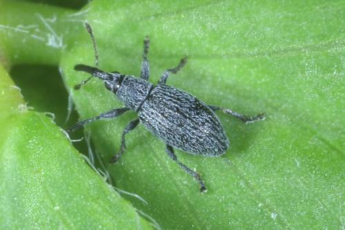 Réf. 283 227 : Catapion seniculus